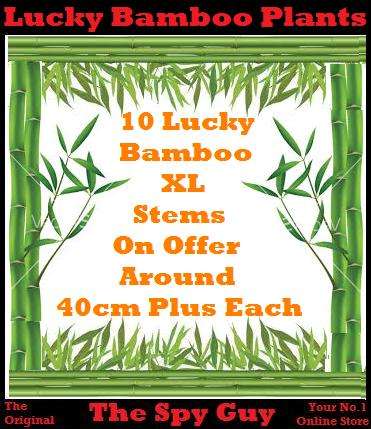 Lucky Bamboo Stems x10 Measuring Around 40cm PLUS Each Stem Feng Shui Bamboo Plants