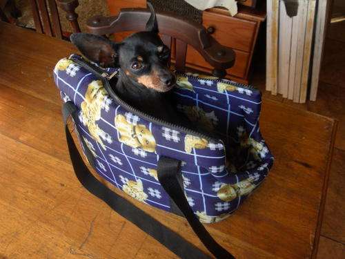 Carry bag for small dogs.