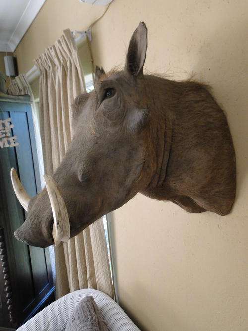 warthog head - Taxidery