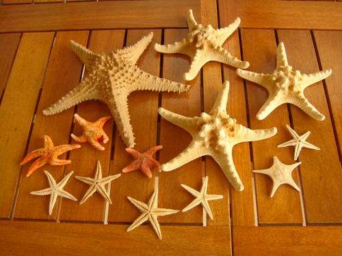 Selection of Real Starefish