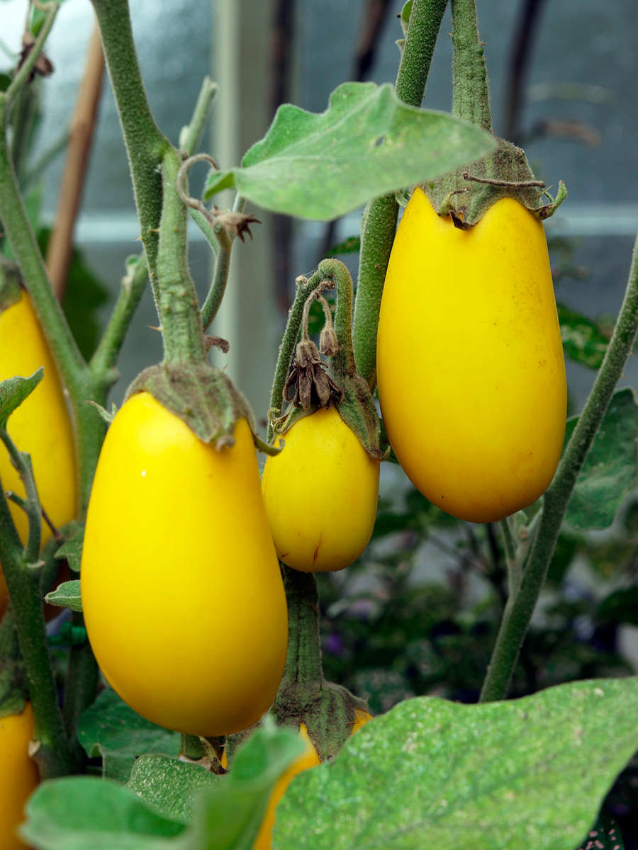 YELLOW FINGER EGGLANT SEEDS 10
