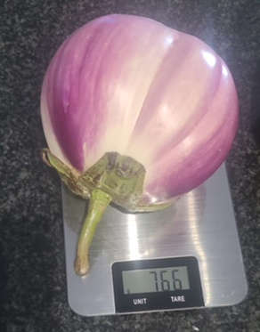 ROSA BIANCA 25 SEEDS -0.1gram