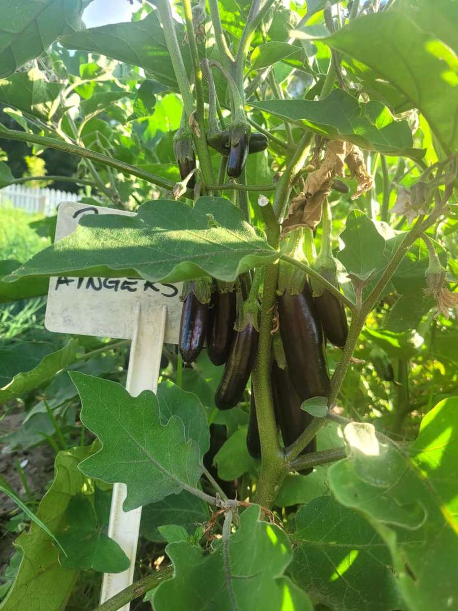 LONG (SHARP END)EGGPLANT  FINGERLINGS SEEDS  50