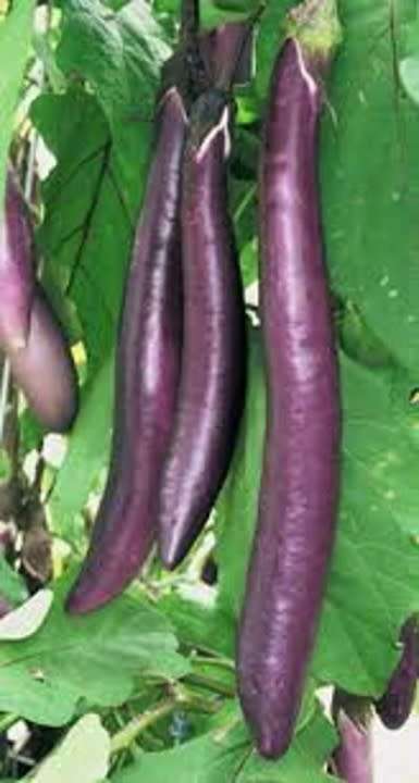 LONG (SHARP END)EGGPLANT  FINGERLINGS SEEDS  50