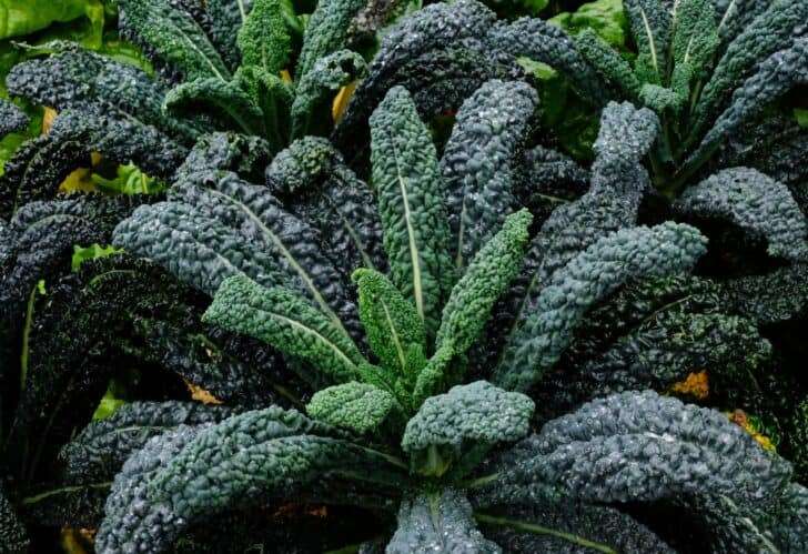 BLACK PALM KALE  50 SEEDS