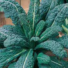 BLACK PALM KALE  50 SEEDS