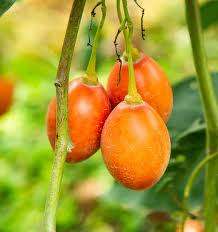 Tamarillo - Tree Tomato  15 Seeds