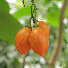 Tamarillo - Tree Tomato  15 Seeds