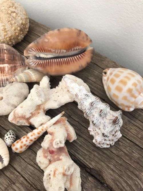 COWRIE AND SHELL COLLECTION