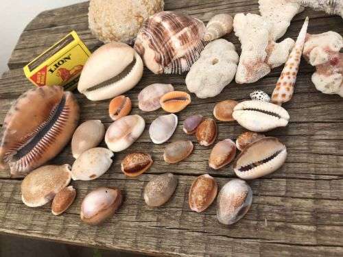 COWRIE AND SHELL COLLECTION