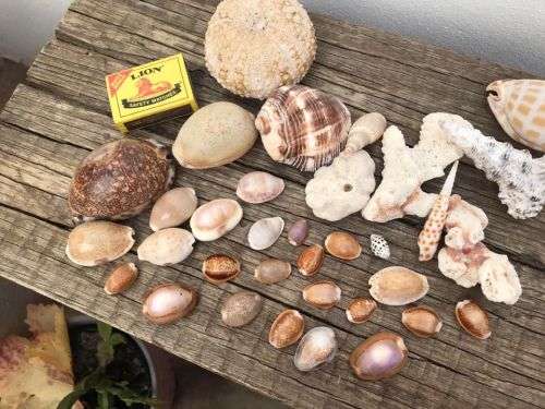 COWRIE AND SHELL COLLECTION