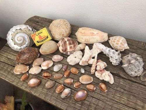 COWRIE AND SHELL COLLECTION