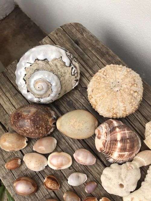 COWRIE AND SHELL COLLECTION