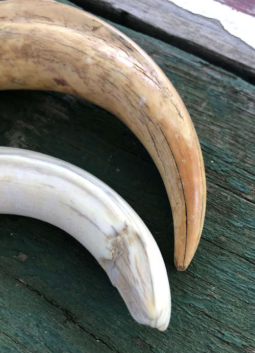 2 WARTHOG BOTTLE OPENERS