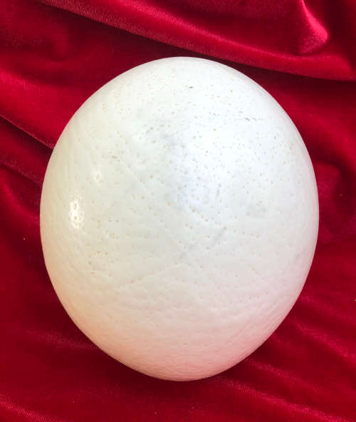OSTRICH EGGs