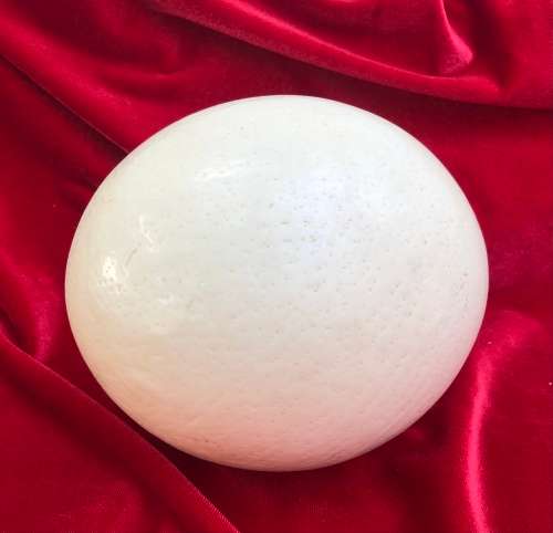 OSTRICH EGGs