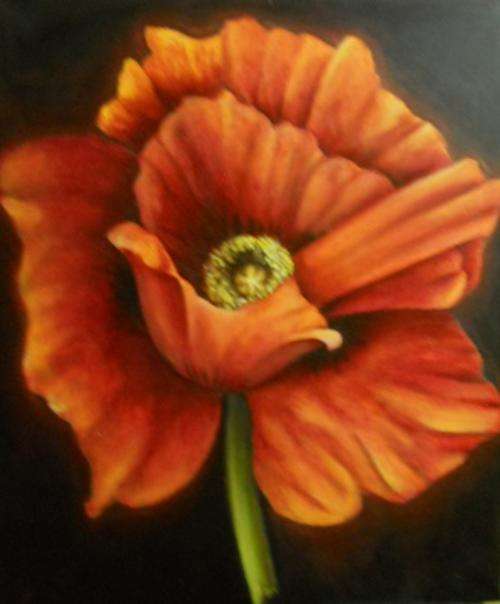 Poppy1 Oil on box canvass 900x750mm by Cecil Byrnes(signed Cecil in LH corner)