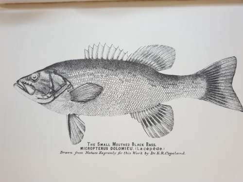 1881/1987. BOOK OF THE BLACK BASS. (Facsimile Copy) James A. Henshall.