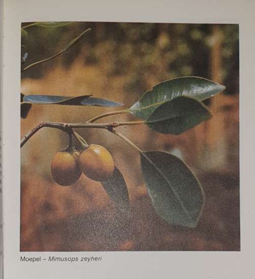 OORLEWING, `n Handleiding - P.J. Du Preez