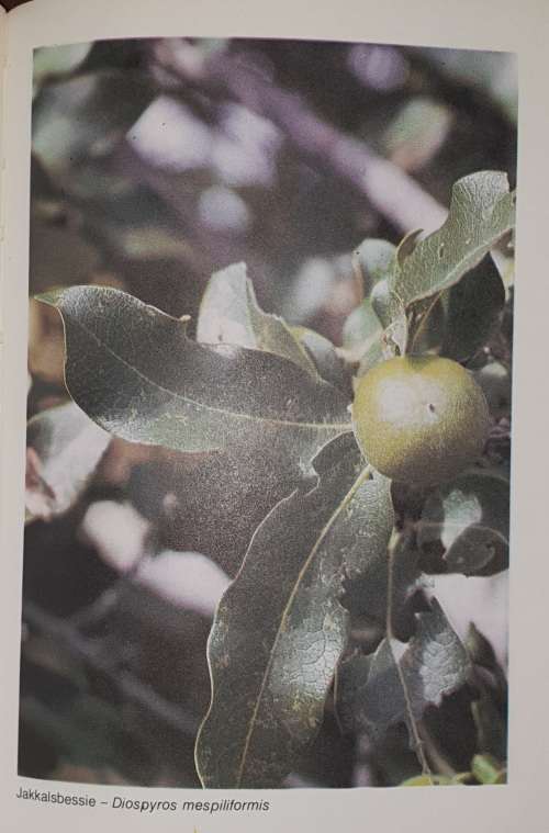 OORLEWING, `n Handleiding - P.J. Du Preez