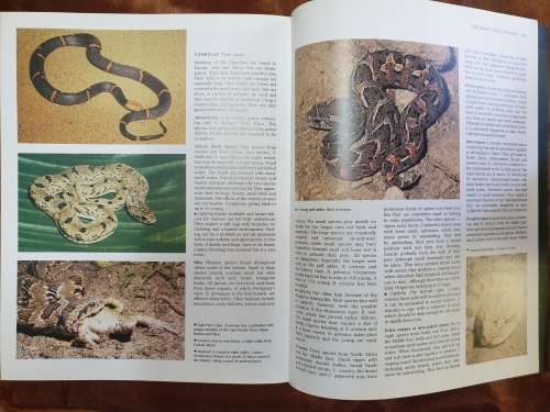The Encyclopaedia of Snakes - Chris Mattison