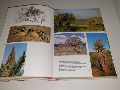 Trees of Southern Africa - Keith Coates Palgrave