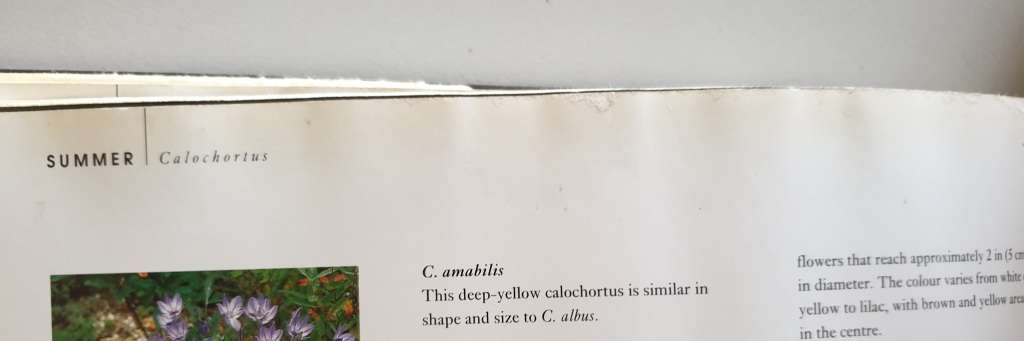 (6) Books about BULBS.