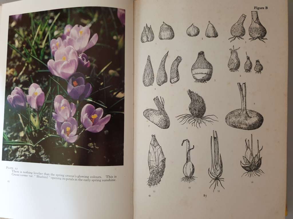 (6) Books about BULBS.