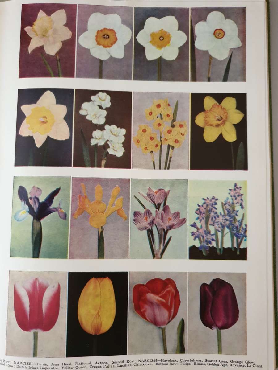 (6) Books about BULBS.